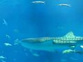これぞ!沖縄美ら海水族館だ♪
