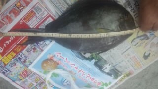 オヤビッチャとダイバーとオイラ