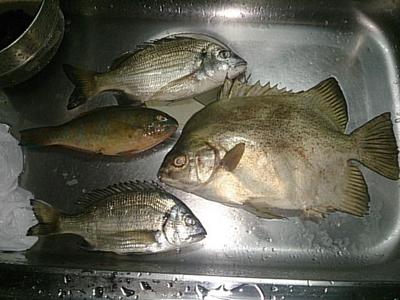 オヤビッチャとダイバーとオイラ