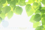 木洩れ日 木洩れ日