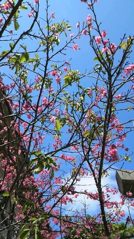 桜咲くころ。