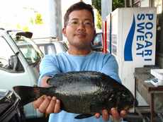 メジナ釣果情報