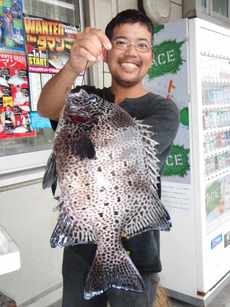 石鯛・石垣鯛釣果情報