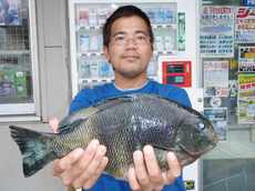 メジナ釣果情報