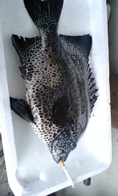 石鯛・石垣鯛釣果情報