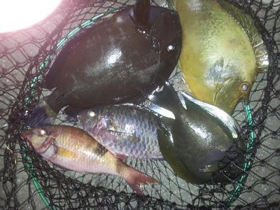 異種格釣技戦!?