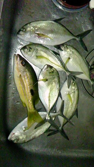 MAJIで釣りする〇〇前