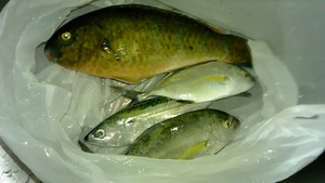 一人チョイ釣り