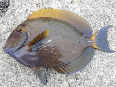 釣りに・・・