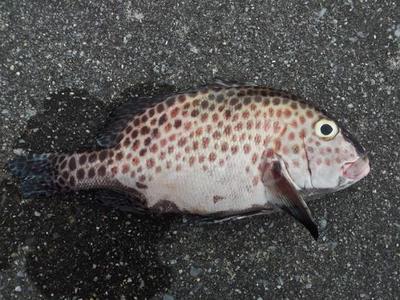 釣りに・・・