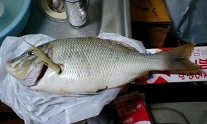 プロジェクト効果!?(笑)