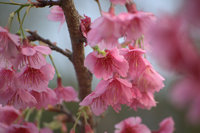 本部八重岳桜まつり