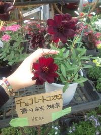 お花！ 2012/03/15 12:00:52
