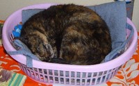 飼い猫／各自の寝場所