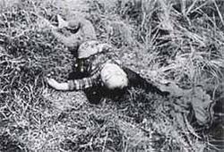 妊婦を井戸に落とし手榴弾を投げ込んだ。韓国軍