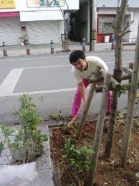 ハイビスカス