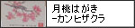 月桃はがき-カンヒザクラ