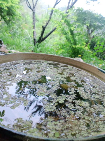 藍染め