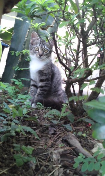 ねこ好き