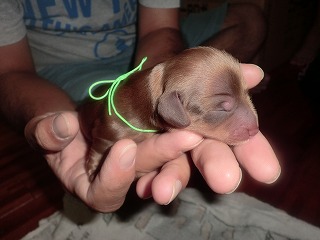 子犬が生まれました