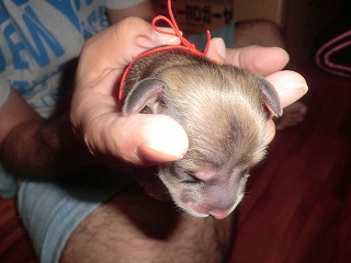 子犬が生まれました