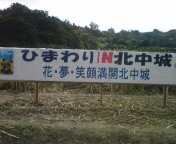 ひまわり畑