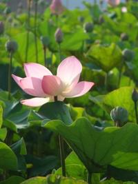 クラスお休みのお知らせ、新しい幕開けへの願い☆ 2011/10/27 22:07:00