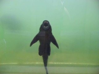 ネオパーク♪