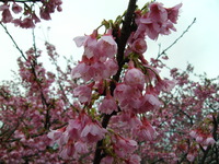 名護城（ナングスク）の桜