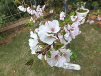 クメノ桜
