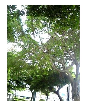 夏、感じます*