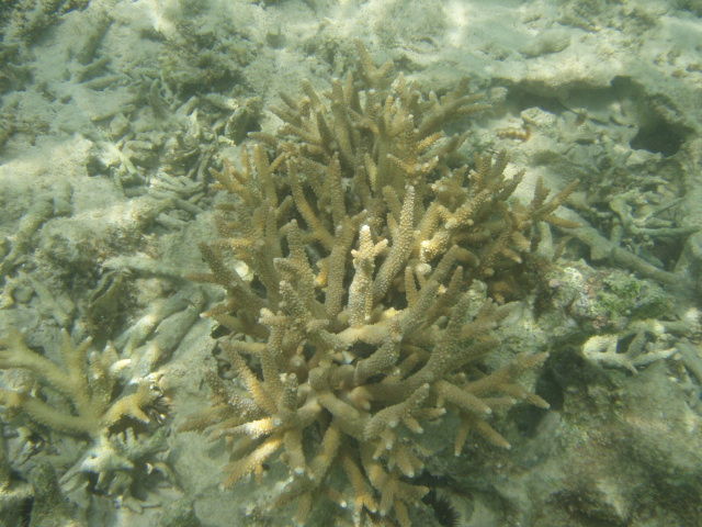 椎名誠 あやしい探検隊 焚き火水滸伝IN沖永良部島