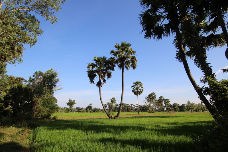 カンボジア農業