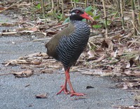 ヤンバルクイナ