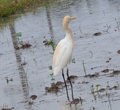 その他　出逢った野鳥