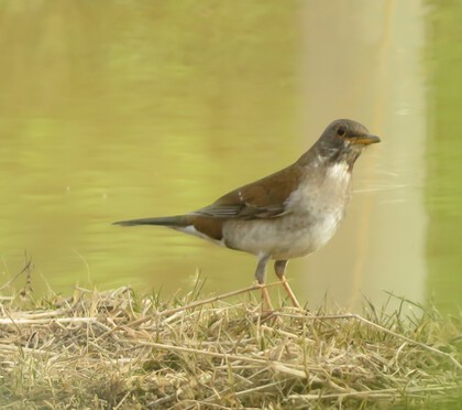 その他　出逢った野鳥