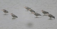 今日出逢った野鳥