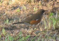 3月1日　出逢った野鳥 2025/03/02 21:44:48