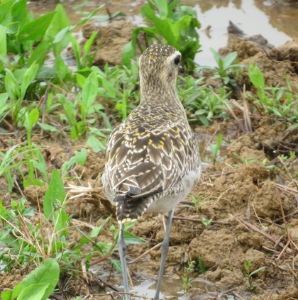 その他　出逢った野鳥