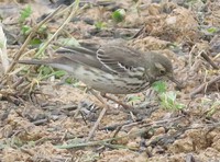 今日出逢った野鳥 2025/02/15 23:38:57