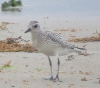 今日出逢った野鳥 2025/01/24 23:59:09