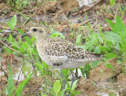 その他　出逢った野鳥