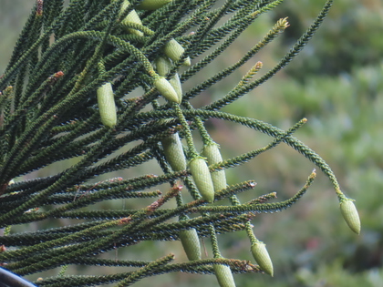 ナンヨウスギ 実 ナンヨウスギ アローカリア 種子5粒 Hoop pine 5