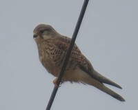 昨日、出逢った野鳥 2025/02/01 21:45:37