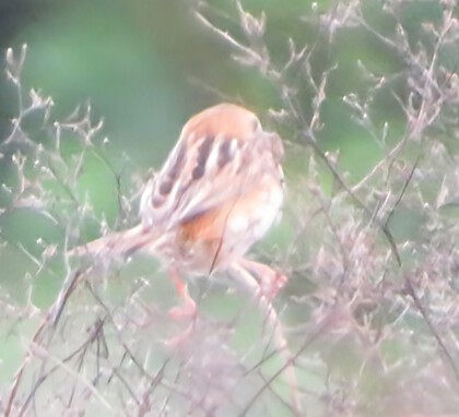 その他　出逢った野鳥