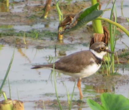 その他　出逢った野鳥