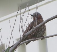 他　今日出逢った野鳥 2025/02/18 00:47:12