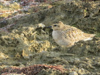 今日の出逢い　野鳥 2025/01/26 21:21:51