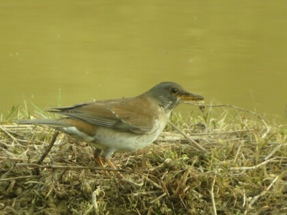 その他　出逢った野鳥