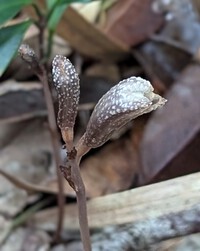 ツツザキヤツシロラン　その他